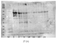 GAI | DELLA protein GAI in the group Antibodies Plant/Algal / Hormones / Biosynthesis/regulation at Agrisera AB (Antibodies for research) (AS11 1631)